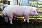 Chester White | Pig | Pig Breeds